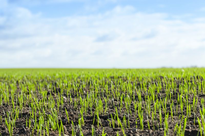 Spring Meadow Mowing