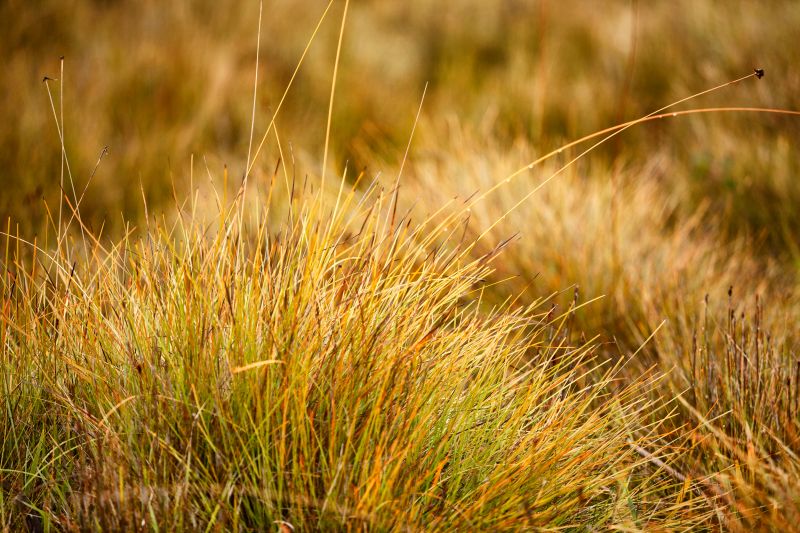 Diverse Meadow Species