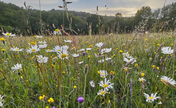 Meadow Maintenance